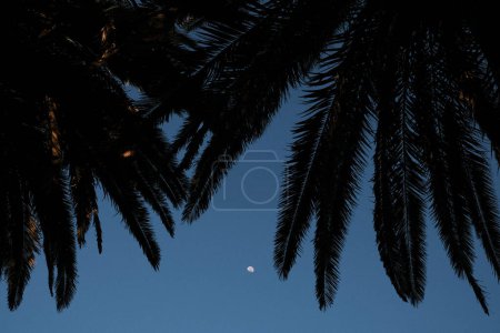 Téléchargez les photos : In this atmospheric image, the silhouettes of palm trees frame the crescent moon in Sydney's twilight sky, evoking the serene beauty of the evening. The play of dark palm fronds against the fading light is a testament to the city's tropical landscape - en image libre de droit