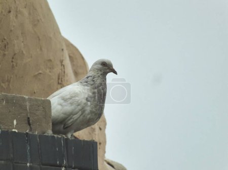 Photo for Domestic pigeon waiting for someone to give it some corn - Royalty Free Image