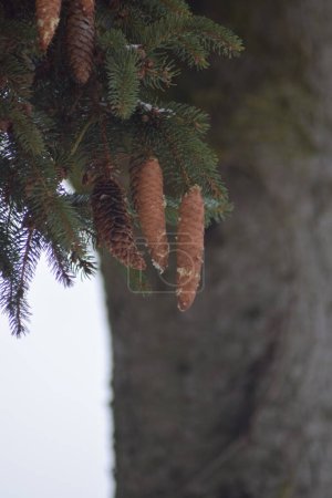 Photo for Pine cone on a tree - Royalty Free Image