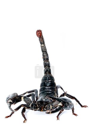 Foto de Emperador escorpión aislado sobre fondo blanco - Imagen libre de derechos