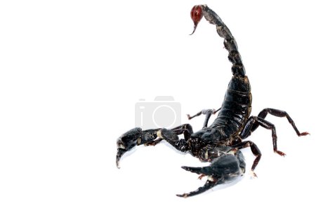 Foto de Emperador escorpión aislado sobre fondo blanco - Imagen libre de derechos
