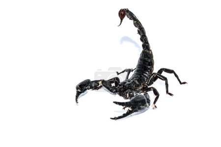 Foto de Primer plano de Escorpión aislado sobre fondo blanco - Imagen libre de derechos