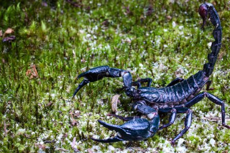 Foto de Emperador Escorpión arrastrándose sobre musgo verde - Imagen libre de derechos