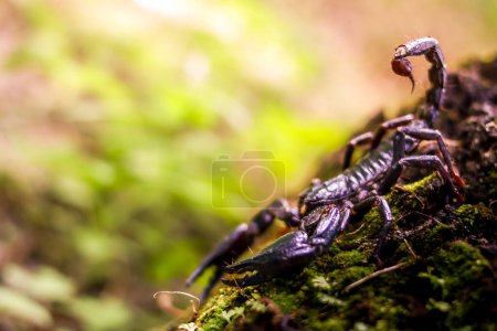 Foto de Un Escorpión Negro o Emperador Escorpión en la Naturaleza - Imagen libre de derechos