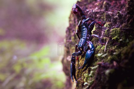 Foto de Un Escorpión Negro o Emperador Escorpión en la Naturaleza - Imagen libre de derechos