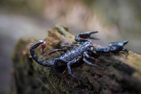 Foto de Primer plano del emperador Escorpión en el bosque. Una especie de animales con ocho patas y una cola venenosa punzante. - Imagen libre de derechos