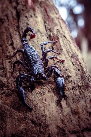 Foto de Primer plano del emperador Escorpión en el bosque. Una especie de animales con ocho patas y una cola venenosa punzante. - Imagen libre de derechos