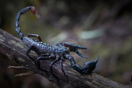 Foto de Primer plano de un escorpión emperador arrastrándose sobre la madera en la naturaleza sobre un fondo oscuro - Imagen libre de derechos