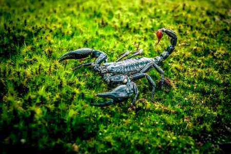 Foto de Primer plano de un escorpión emperador arrastrándose sobre un campo de musgo verde - Imagen libre de derechos