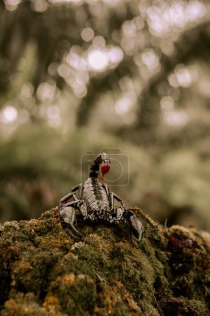 Foto de Primer plano de un escorpión emperador arrastrándose por el suelo sobre un fondo borroso - Imagen libre de derechos
