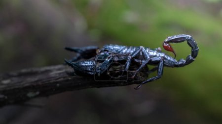 Foto de Primer plano de un escorpión emperador arrastrándose sobre la madera en la naturaleza sobre un fondo oscuro - Imagen libre de derechos
