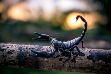Foto de Un escorpión emperador posado sobre madera sobre un fondo borroso - Imagen libre de derechos