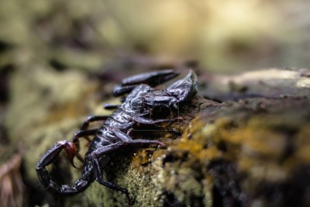 Foto de Acercamiento de un escorpión emperador arrastrándose sobre un tronco muerto en el bosque con un fondo borroso - Imagen libre de derechos