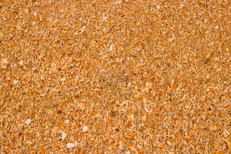 Hintergrundtextur aus Sand am Strand gemischt mit verbleibenden Muscheln