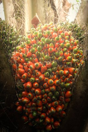 Foto de Primer plano de los racimos anormales de palma aceitera en un árbol en una plantación - Imagen libre de derechos