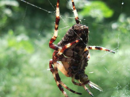 Foto de Gran plan de Spider. Araña grande con patas rayadas. - Imagen libre de derechos