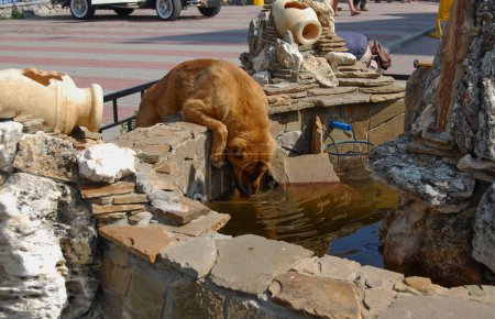 Photo for The dog quenches his thirst.A red-haired Alabai drinks from a non-working fountain. - Royalty Free Image