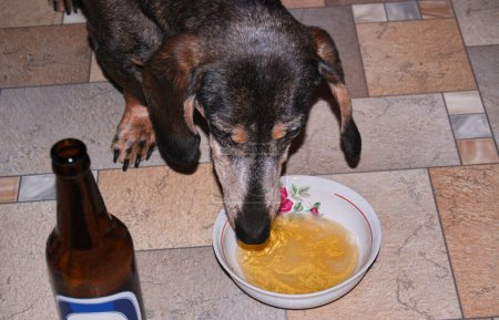 Photo for An adult dachshund quenches his thirst.Male dachshund. Drinks from a bowl. - Royalty Free Image