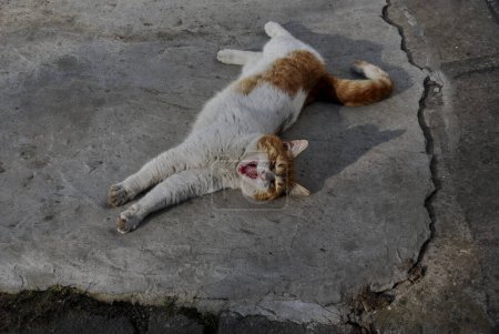A white and red cat stretches out lying on its side.The cat's carefree and calm behavior.