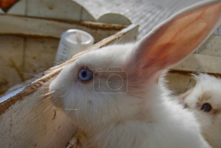 Rabbit with blue eyes.Cute white rabbits at a rodent exhibition on the street.