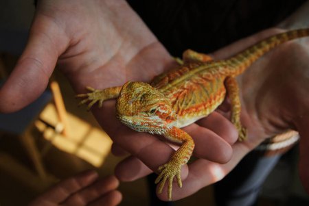The agama lizard is a bearded dragon.The bearded dragon is a mottled orange color.