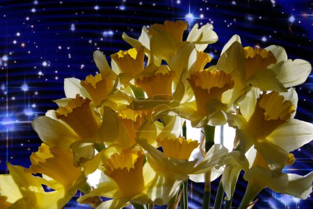 Ramo de hermosas flores.Narciso amarillo, una flor muy fragante.