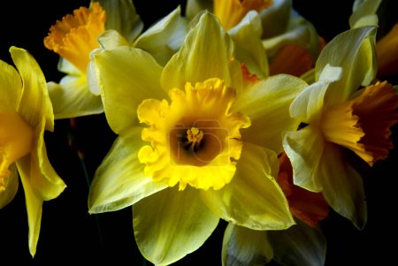 Bouquet of beautiful flowers.Yellow daffodil, a very fragrant flower.