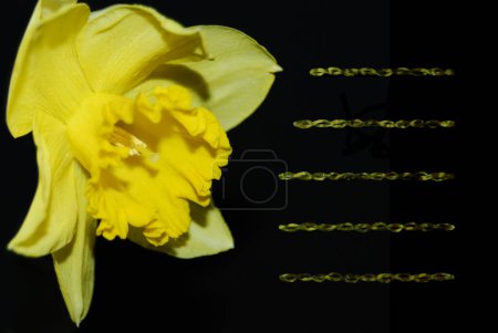 Beautiful flower and place for text. Yellow daffodil, a very fragrant flower.
