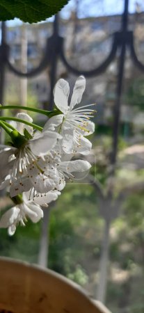 Flores de cerezo pequeñas.Una rama de cerezo con flores blancas como la nieve en flor.