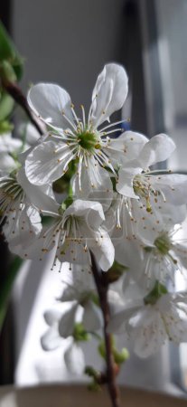 Small cherry flowers.A branch of cherry with blossoming snow-white flowers.