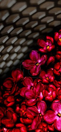 Rote Blumen in Gefangenschaft. Abstraktion. Viele leuchtend rote Blüten unter einem Metallgitter, die sich dem Licht entgegenstrecken.