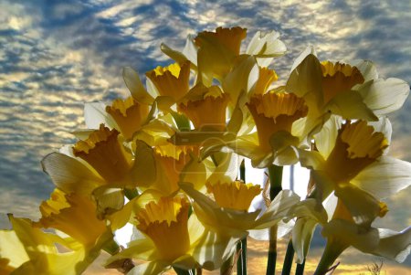 Ramo de hermosas flores.Narciso amarillo, una flor muy fragante.