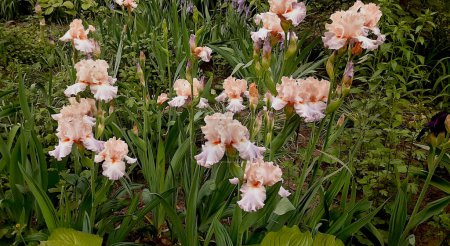 Der Mai ist die Zeit, in der eine schöne Blume namens Iris blüht. "Iris" aus dem Griechischen übersetzt bedeutet "Regenbogen"".