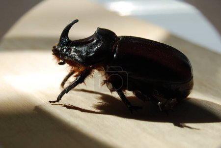 Beautiful rhinoceros beetle.A red-brown beetle with a massive body, it belongs to the Coleoptera species. Very loud when flying.