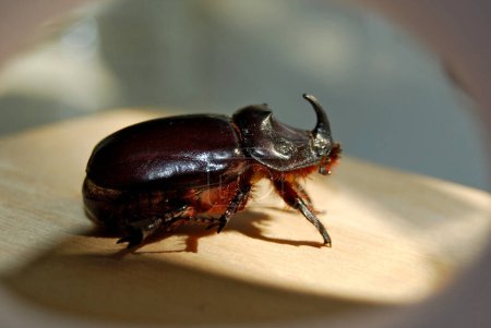 Beautiful rhinoceros beetle.A red-brown beetle with a massive body, it belongs to the Coleoptera species. Very loud when flying.