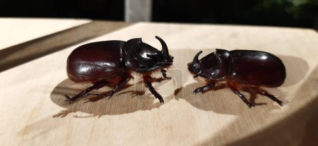 Two rhinoceros beetles opposite each other.A red-brown beetle with a massive body, it belongs to the Coleoptera species. Very loud when flying.