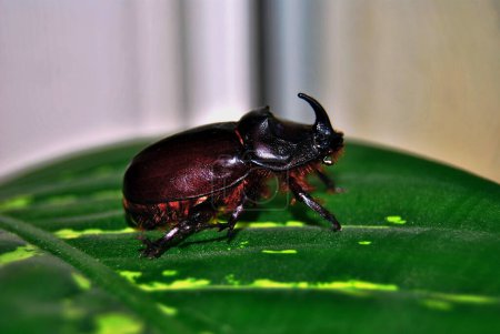 Beautiful rhinoceros beetle on a green leaf.A red-brown beetle with a massive body, it belongs to the Coleoptera species. Very loud when flying.