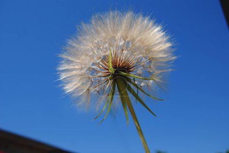 Fluffy dandelion against the blue sky.Dandelion is a perennial herbaceous plant of the Asteraceae family.
