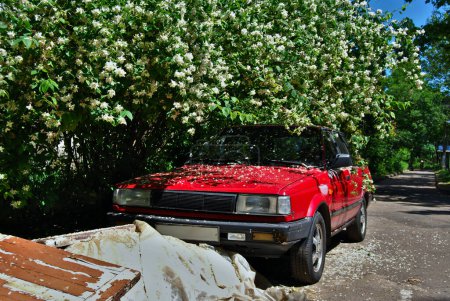 An overgrown jasmine bush hangs over an old sedan.An old Japanese car stands in a corner of the yard under an overhanging jasmine bush, hiding from the sun's rays.