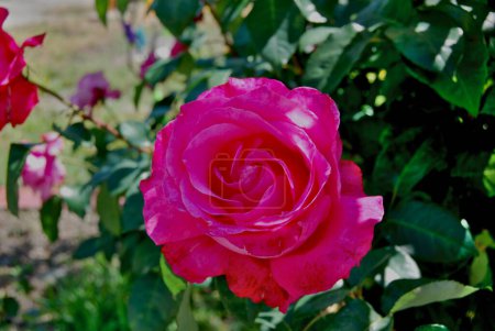 Blühende rote Rose mit einem großen Bud.Schöne Rosen wachsen in einem Beet draußen.