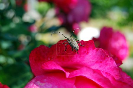 A longhorn beetle sits on a rose petal.Blooming red rose with a large bud.