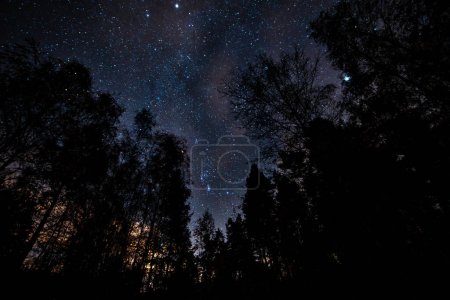Téléchargez les photos : Ciel nocturne avec étoiles et arbres - en image libre de droit