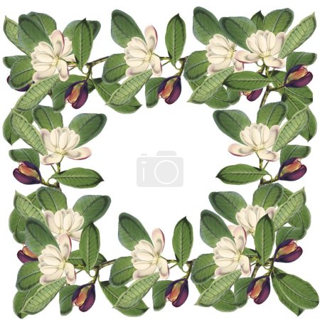 Téléchargez les photos : Fleurs vintage sur fond blanc isolé fleurs magnolia - en image libre de droit