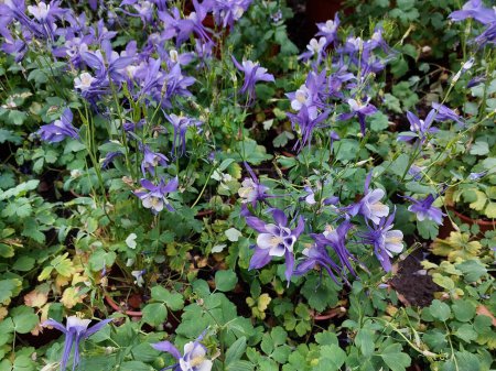 Photo for Beautiful flowers in the garden, closeup photo of blooming purple aquilegia, granny's bonnet flower - Royalty Free Image