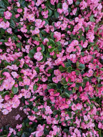 macizo de flores de begonia rosa