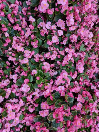flower bed of pink begonia