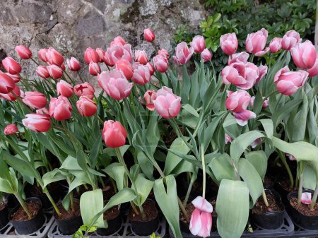 Des tulipes roses en fleurs dans le jardin