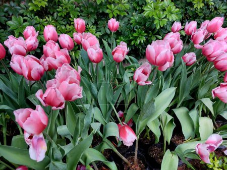 blooming pink tulips in the garden