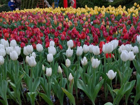 Varios tulipanes de colores florecen en el jardín