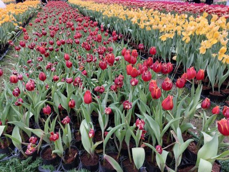 Various colored tulips bloom in the garden
